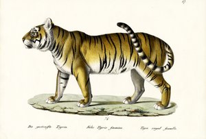 Royal Tiger, 1824